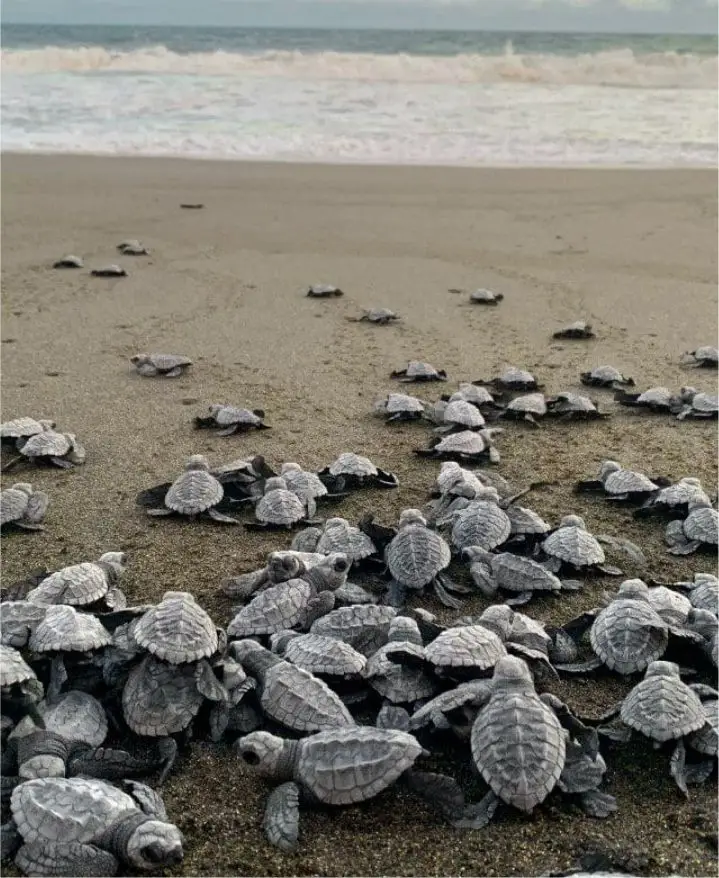 Tendrás la oportunidad de presenciar la liberación de las pequeñas tortuguitas recién nacidas en la playa, un momento verdaderamente mágico y conmovedor.