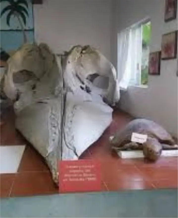 Este pequeño y sencillo museo te dará un esbozo de la vida marina de la zona a través de algunas de sus piezas expuestas