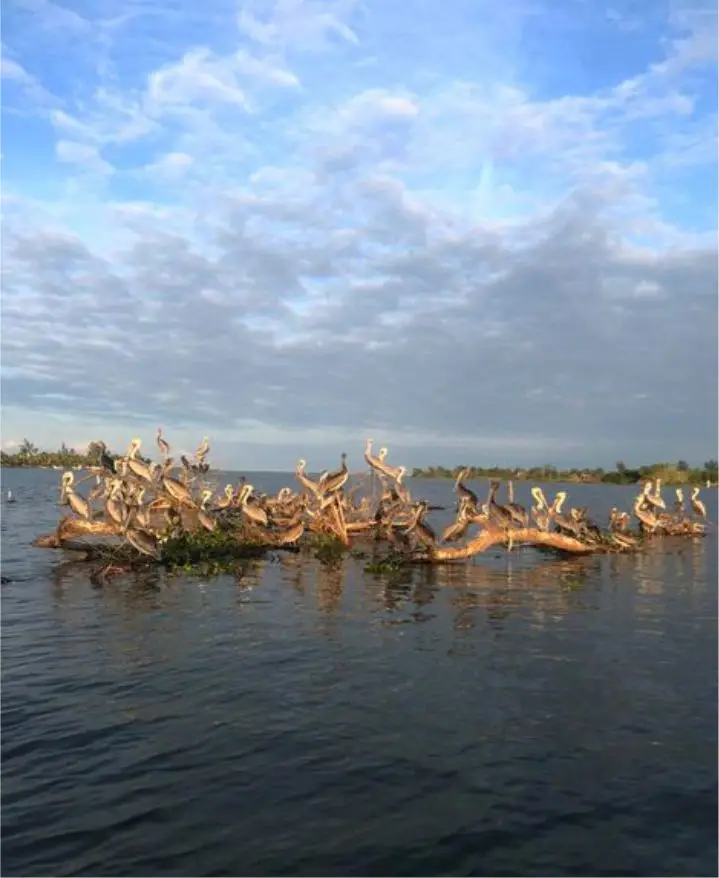 En Tecolutla encontramos este grupo de pelícanos descansando cuando vayas a Manglares
